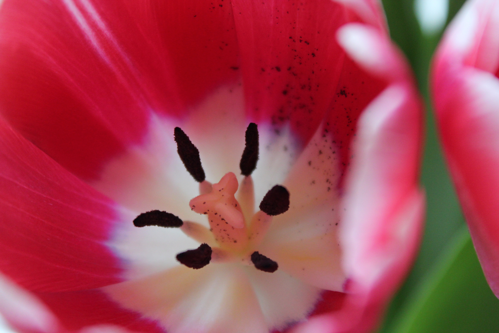 Tulipa