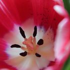 Tulipa