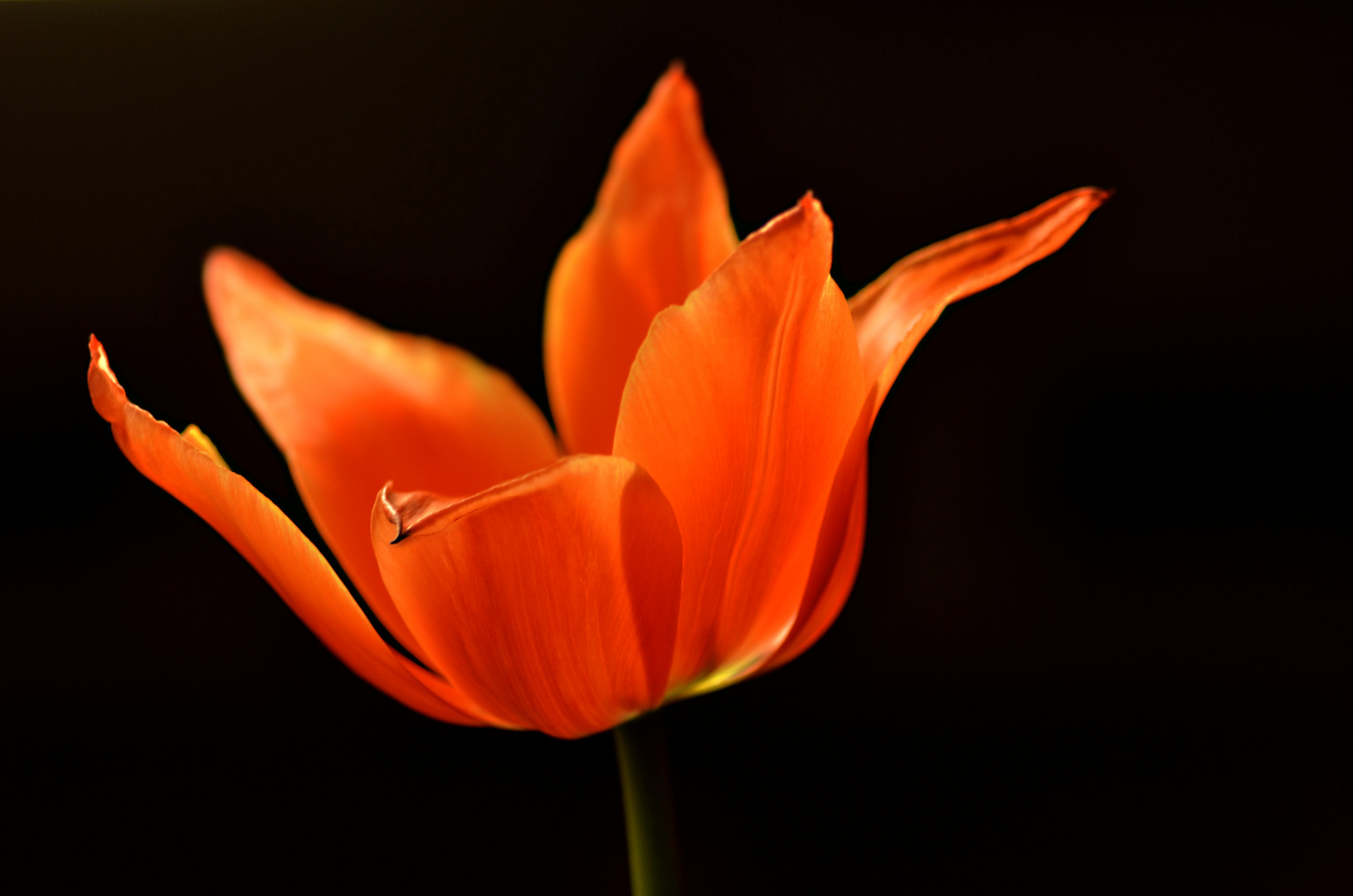 TULIPA #1