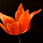 TULIPA #1