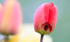 Tulipa 1