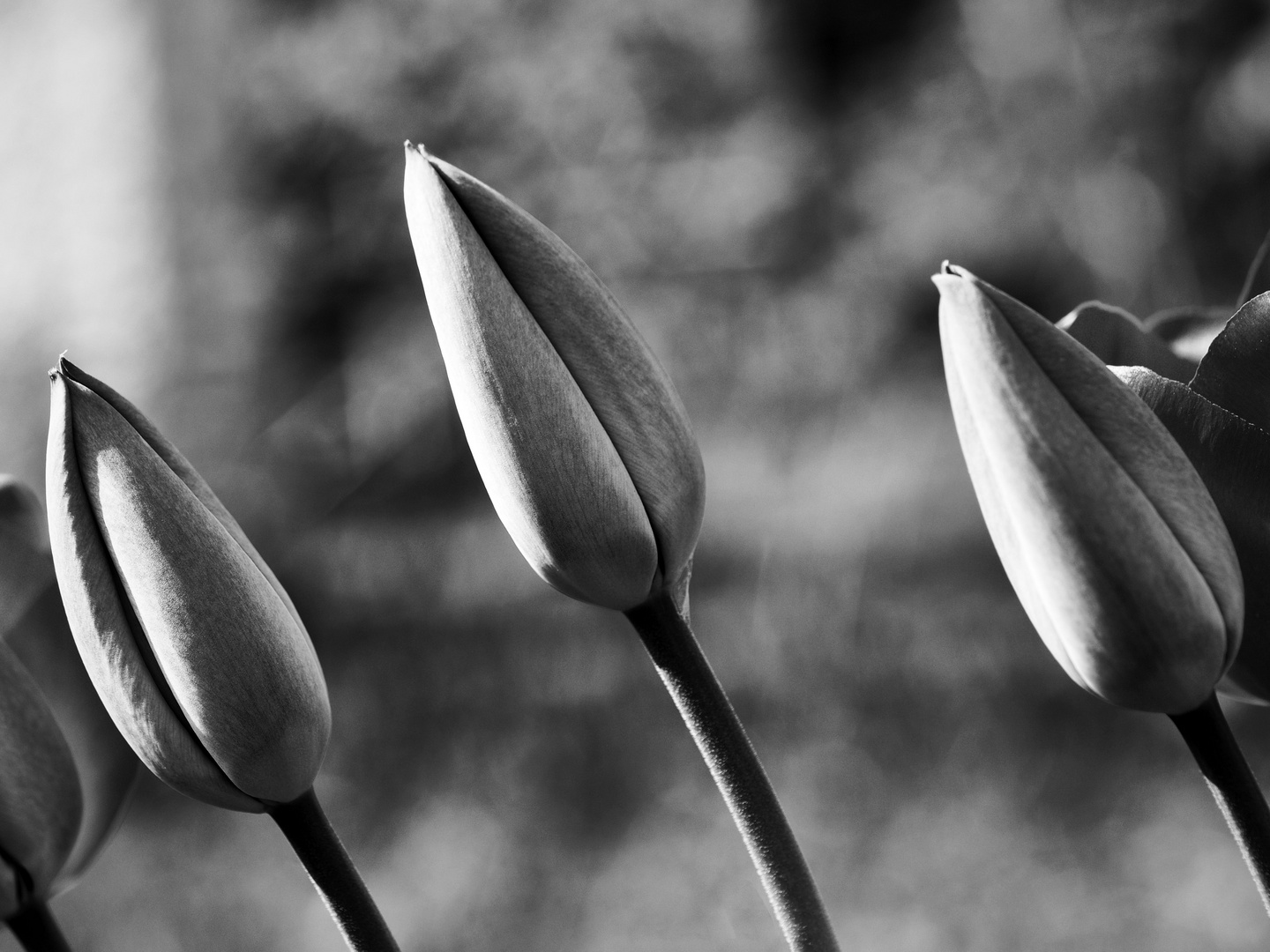 Tulipa.