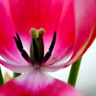 Tulipa