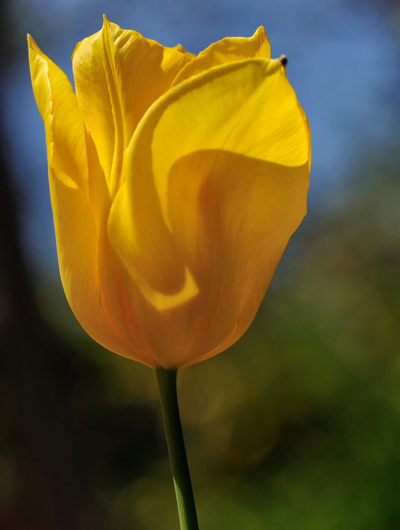 tulipa