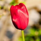 Tulipa