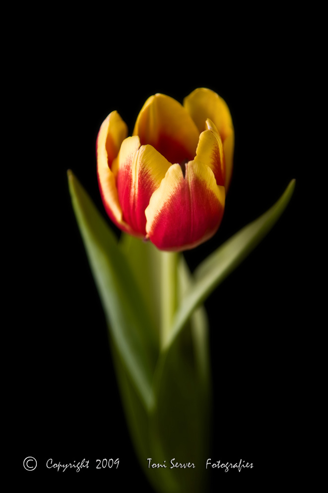 Tulipà