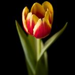 Tulipà