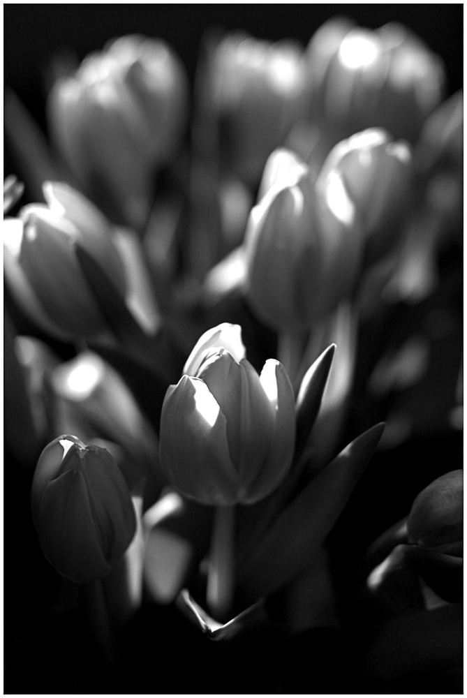 Tulipa #2