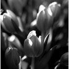 Tulipa #2