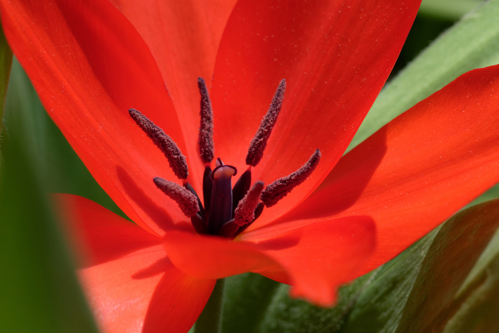 Tulipa 2