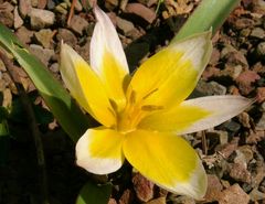 Tulipa 2