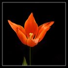 TULIPA #2