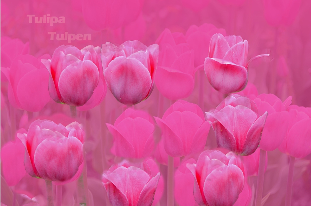 Tulipa