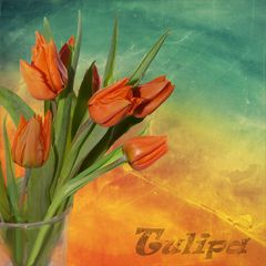 Tulipa