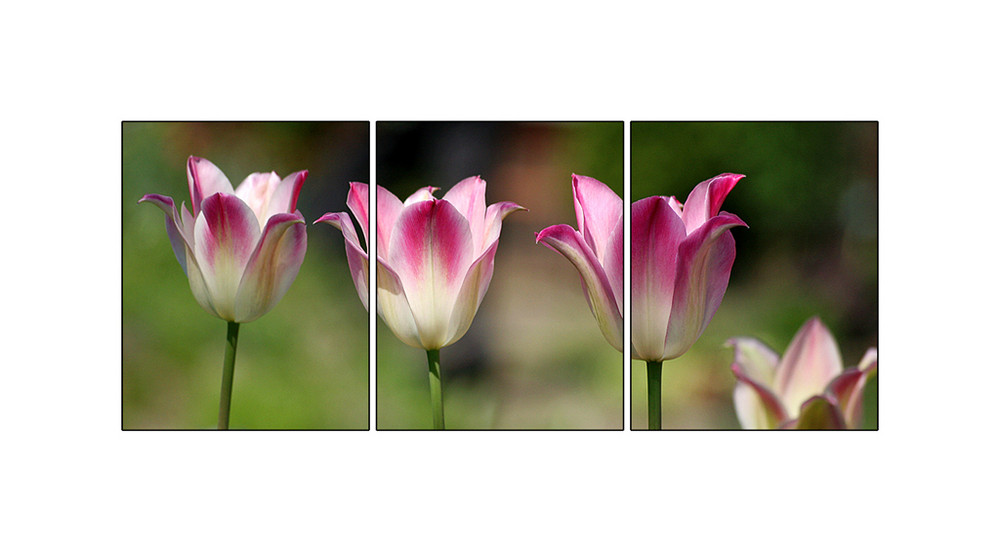 Tulipa...