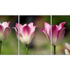 Tulipa...