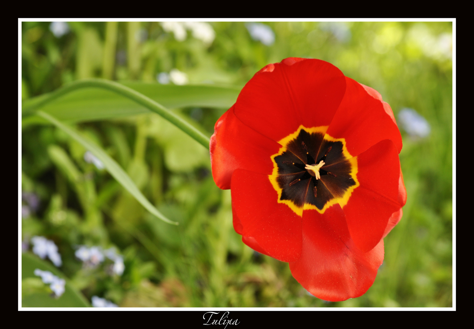 Tulipa