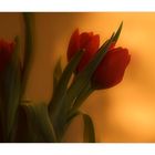 Tulipa