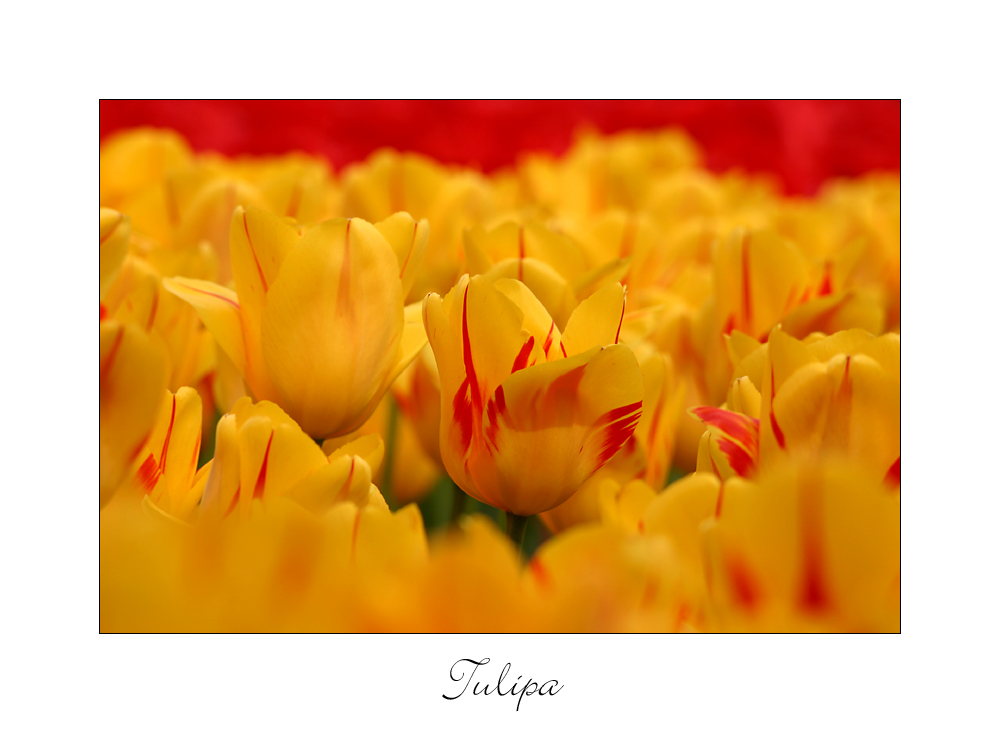 Tulipa