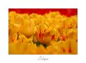 Tulipa von Martin Fink