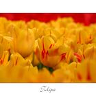 Tulipa