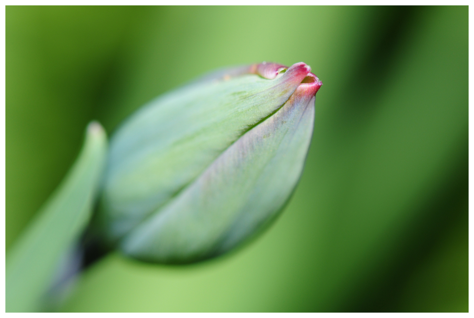 Tulipa