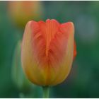 > Tulipa 