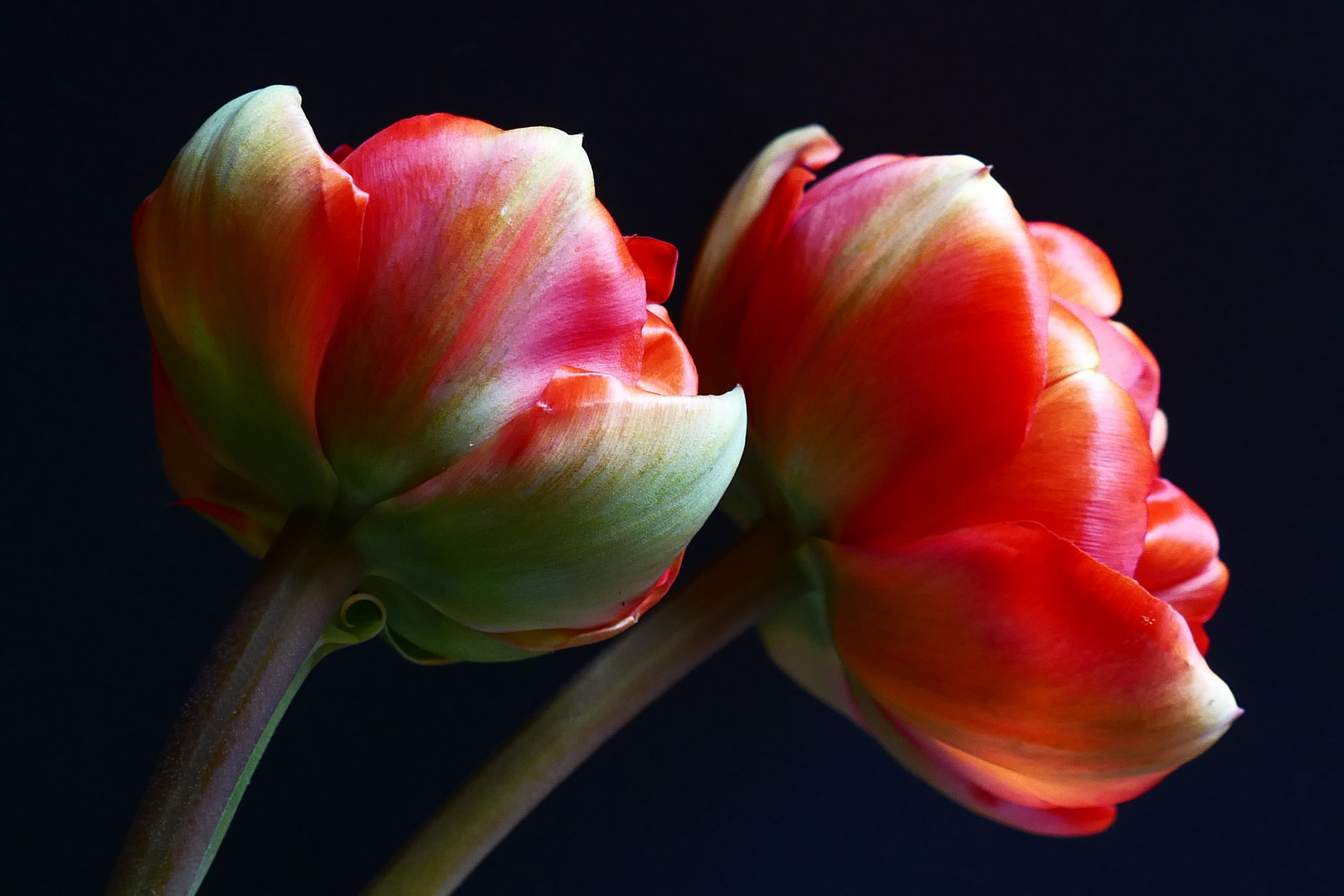 Tulipa