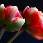 Tulipa