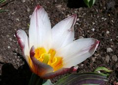 Tulipa