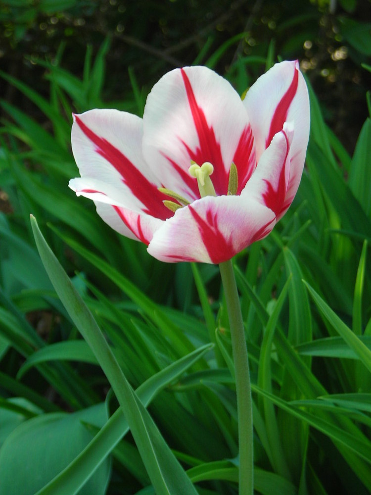 Tulipa