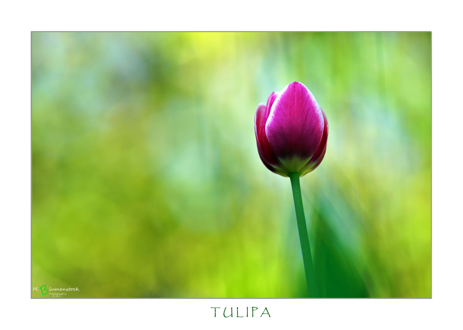 TULIPA Foto & Bild pflanzen, pilze & flechten, blüten