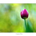 TULIPA