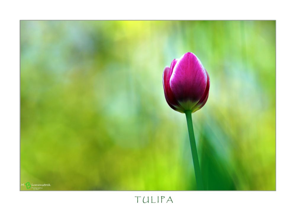 TULIPA