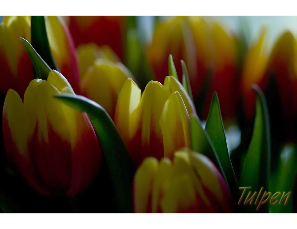 Tulipa