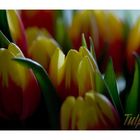 Tulipa