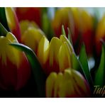 Tulipa