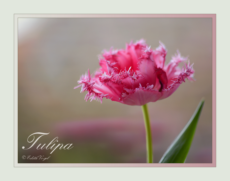 Tulipa