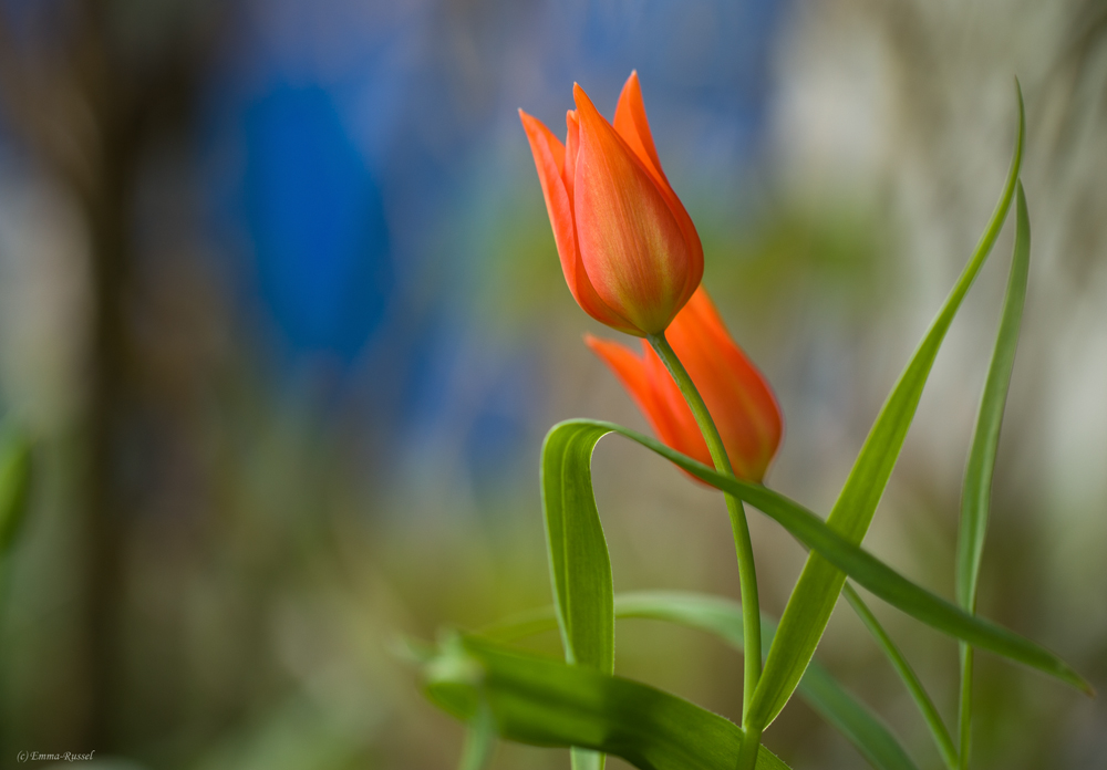 *Tulipa*