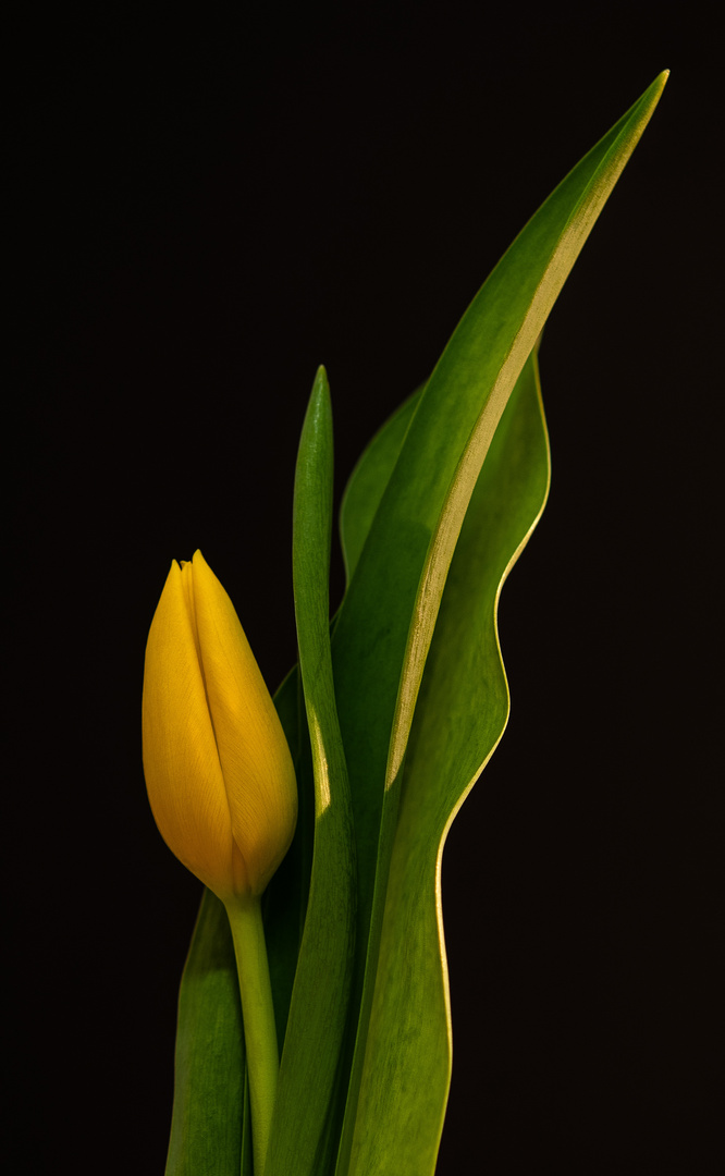 Tulipa