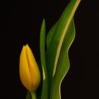 Tulipa