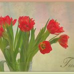 Tulipa