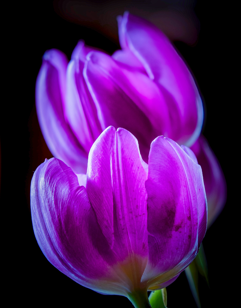 Tulipa