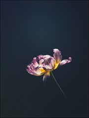 Tulipa