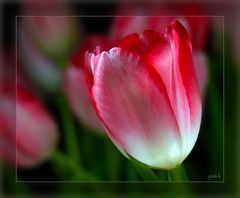 Tulipa