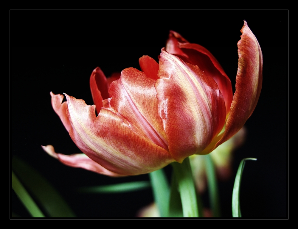 Tulipa