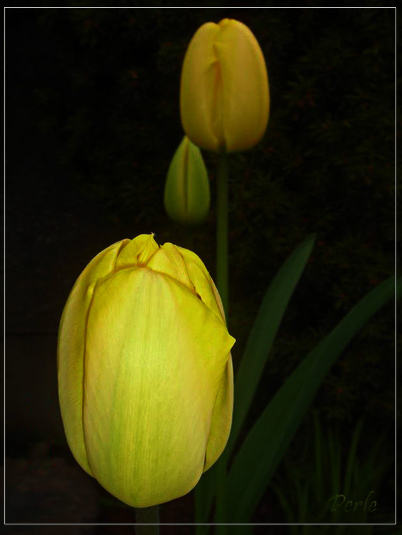 Tulipa