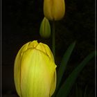 Tulipa