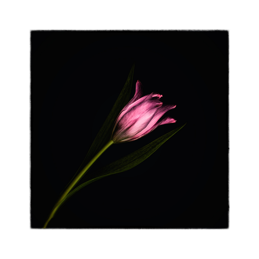 Tulipa