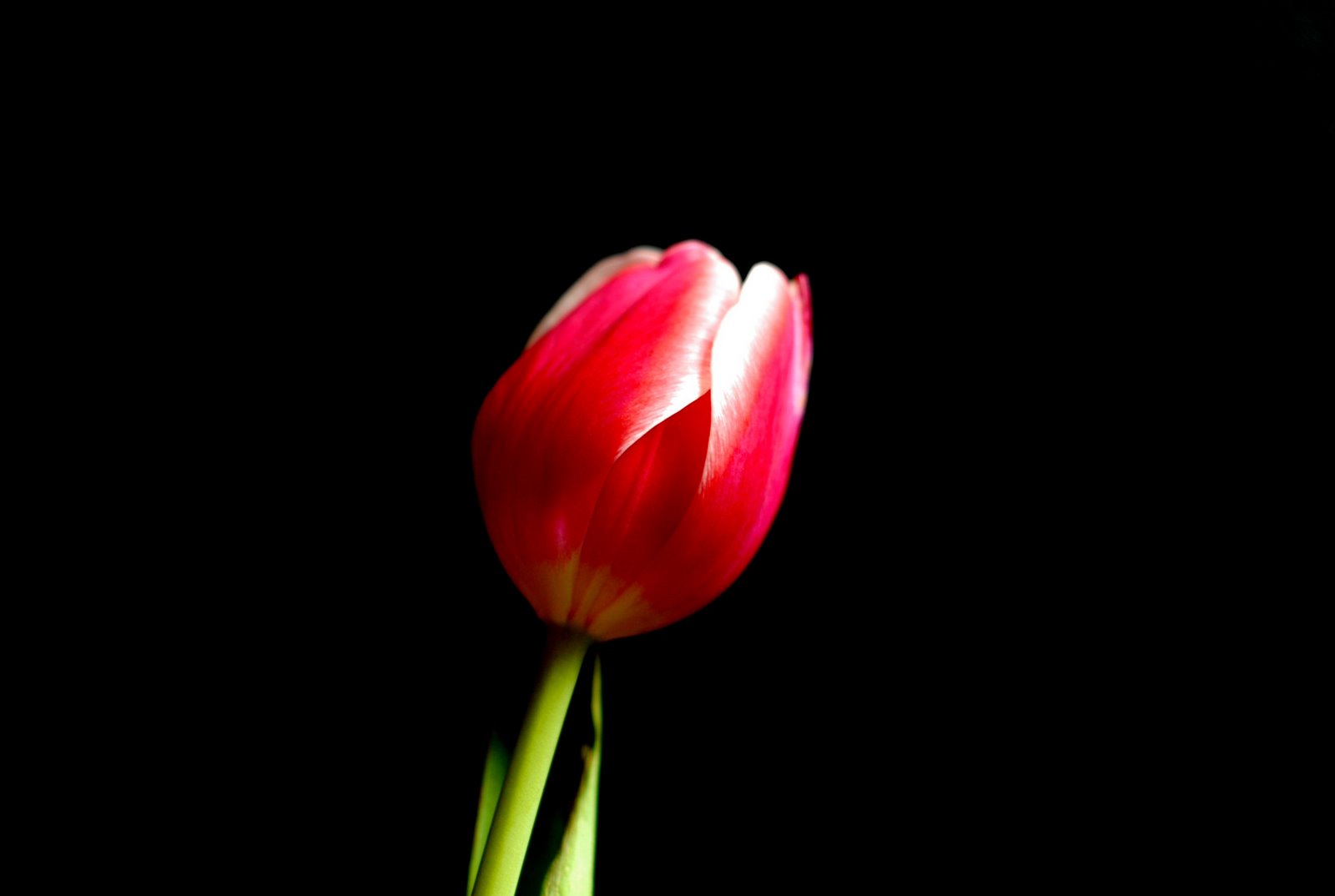 Tulipa